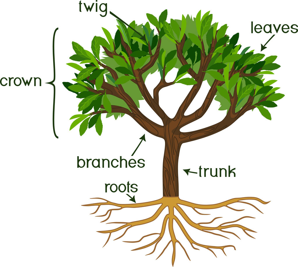 Basic Tree Anatomy: The parts of a tree, and their function - Snohomish